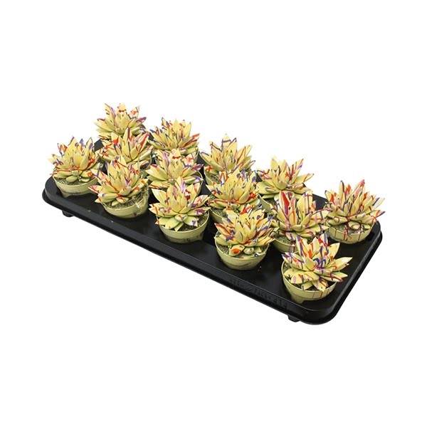 <h4>Echeveria coloured Splash pastel yellow</h4>