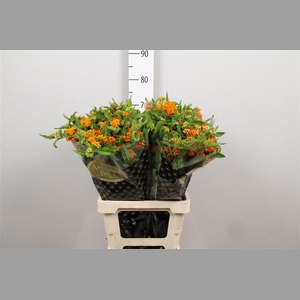 Ascl Tuberosa