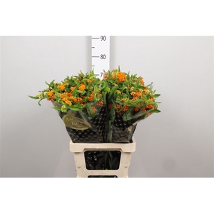 Ascl Tuberosa