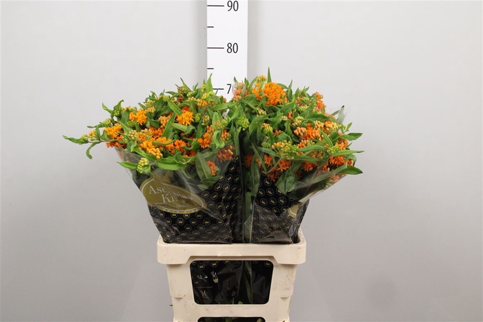 <h4>Ascl Tuberosa</h4>