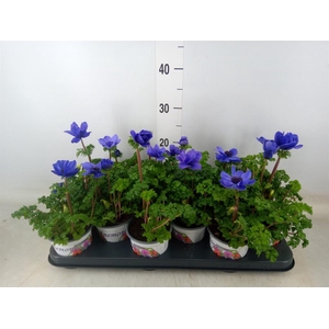 Anemone cor. 'Harmony Blue'
