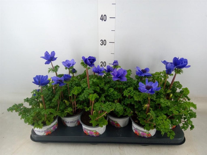 <h4>Anemone cor. 'Harmony Blue'</h4>