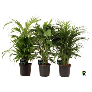 Palmen mix pot 19 cm h90-100 cm 3 assort