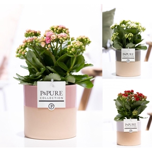 Kalanchoe mix in P&PURE Tess 2 ceramics ass.3