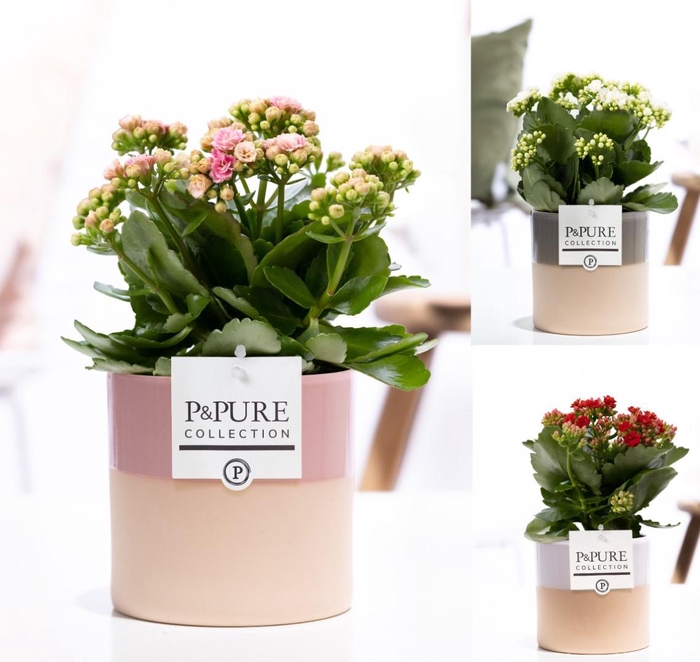 <h4>Kalanchoe mix in P&PURE Tess ceramics ass.3</h4>