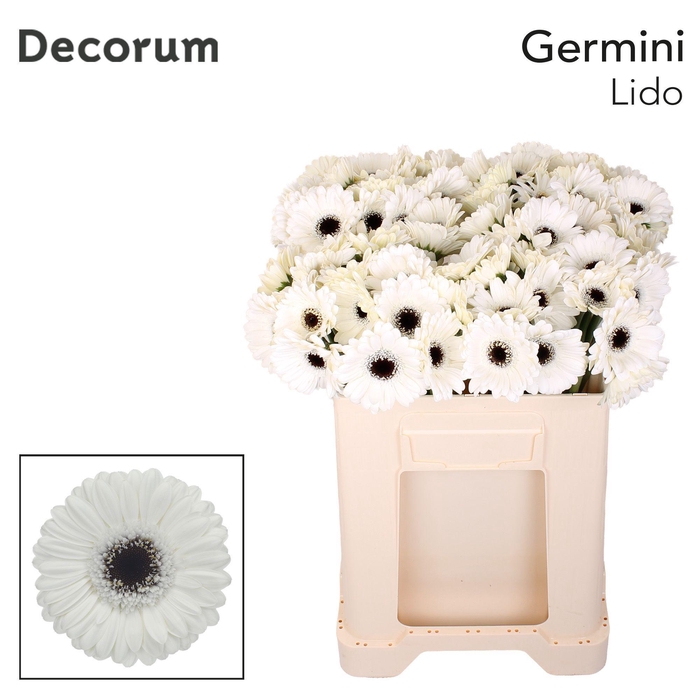 <h4>Germini Lido Water</h4>