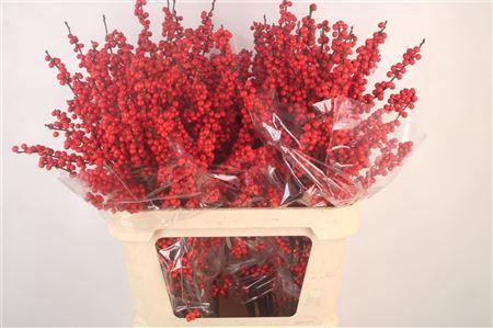 <h4>Ilex Verticilata Red</h4>