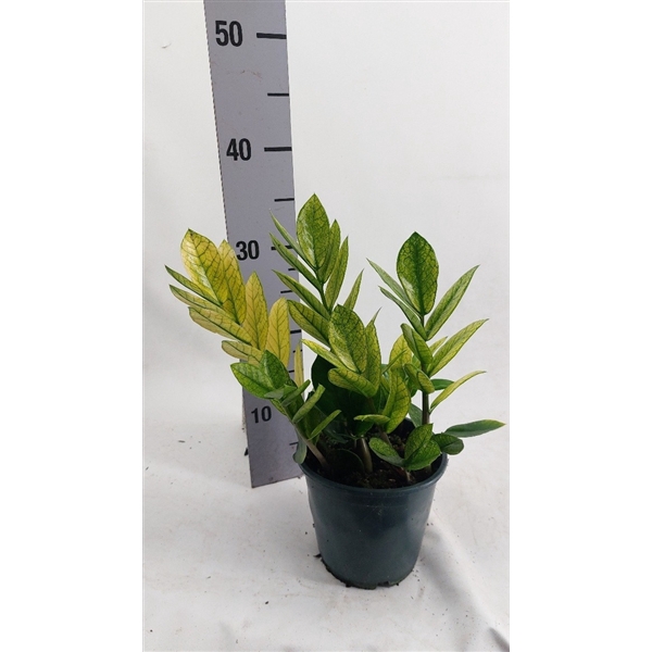 <h4>Zamioculcas</h4>