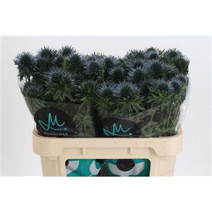 Eryngium Scorpius Qstar