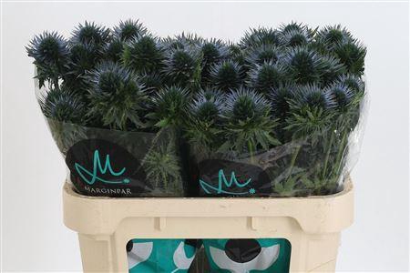 <h4>Eryngium Scorpius Qstar</h4>