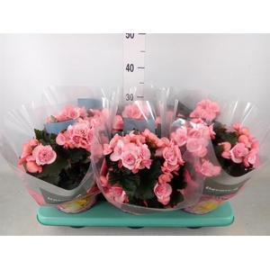 Begonia elat. DU 'Move2Joy Pink'
