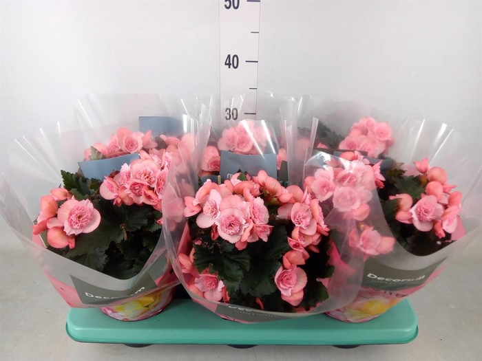 <h4>Begonia elat. DU 'Move2Joy Pink'</h4>