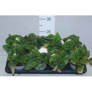 Begonia Fortune White 12cm
