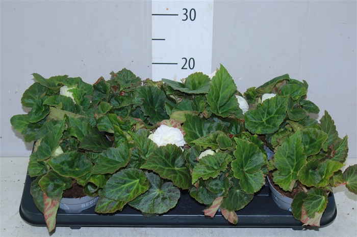 <h4>Begonia Fortune White 12cm</h4>