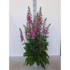 Digi Lutea