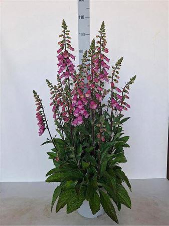 <h4>Digi Lutea</h4>