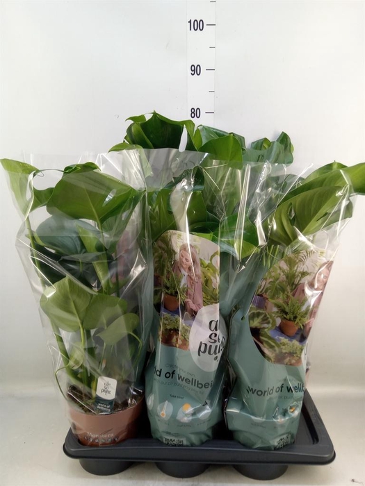 <h4>Monstera delic.</h4>