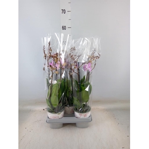 Phalaenopsis  'Manta Penida'