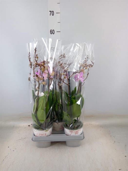 <h4>Phalaenopsis 'Manta Penida'</h4>