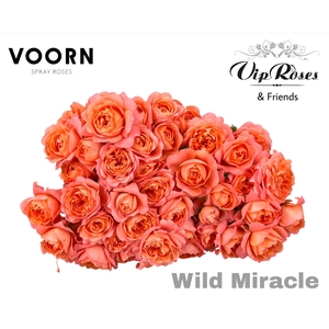 R TR WILD MIRACLE