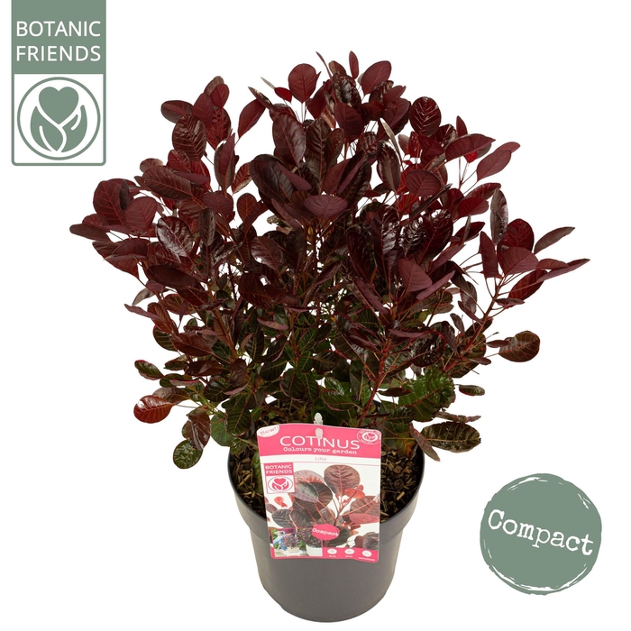 <h4>Cotinus cog. 'Lilla' ®</h4>
