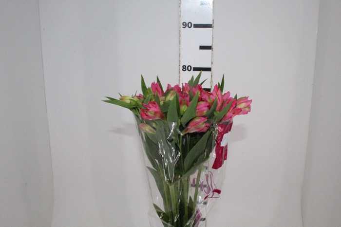 <h4>ALSTROEMERIA CHANEL 080 CM</h4>