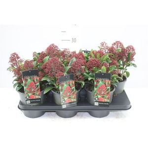 Skimmia Jap. Rubella 5+