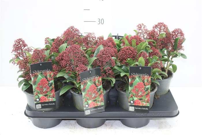 <h4>Skimmia Jap. Rubella 5+</h4>