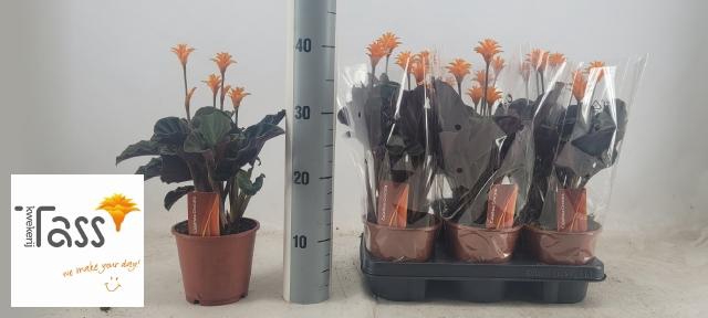 <h4>CALAT CROCATA</h4>