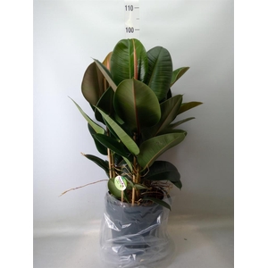 Ficus elastica 'Robusta'