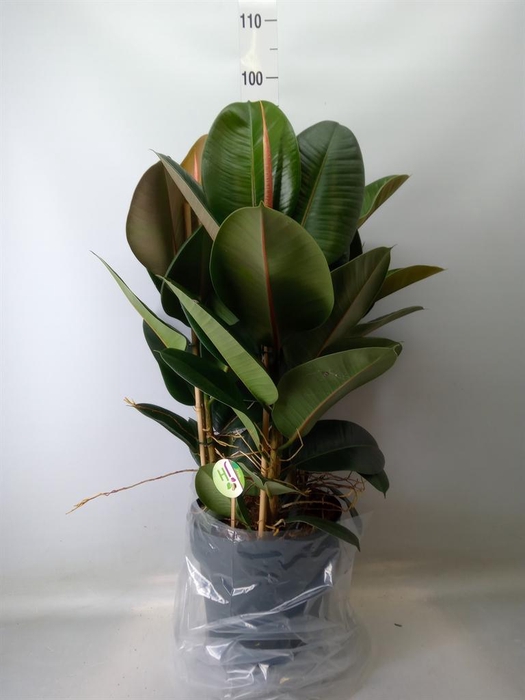 <h4>Ficus elastica 'Robusta'</h4>