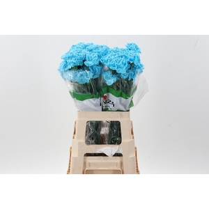 Di St Tinted Blue Lagoon