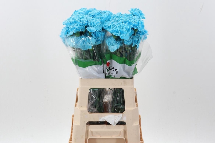 <h4>Di St Tinted Blue Pastel</h4>