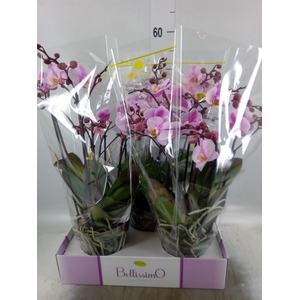 Phalaenopsis multi.   ...rose