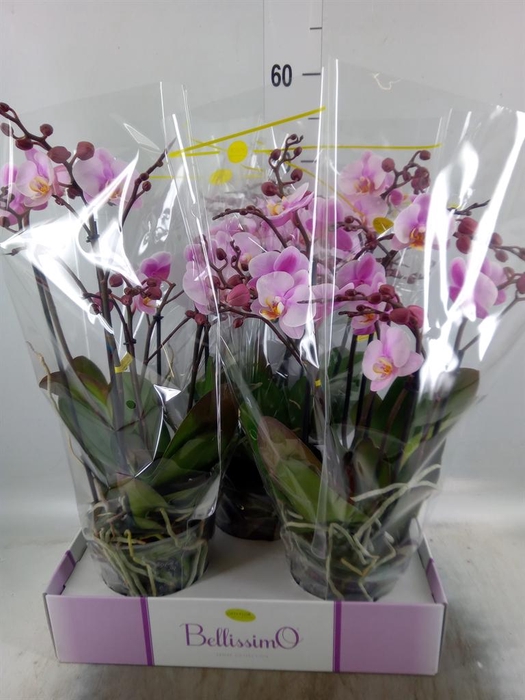<h4>Phalaenopsis multi.   ...rose</h4>