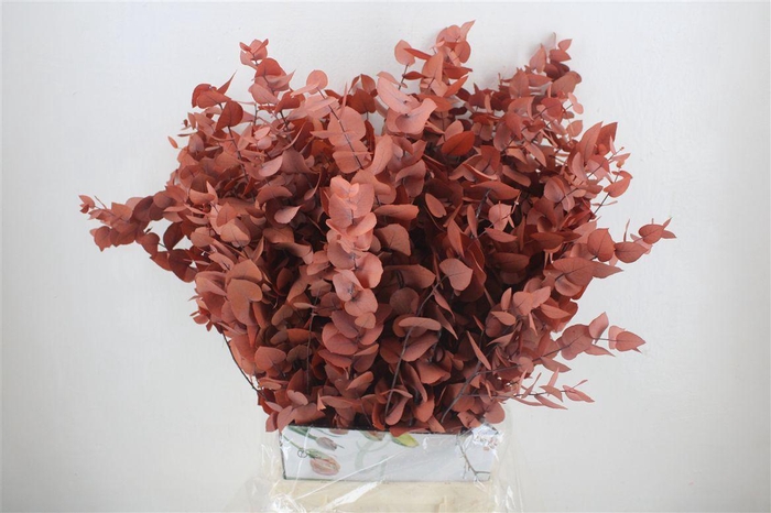 <h4>Pres Euca Stuartiana Orange Bunch</h4>