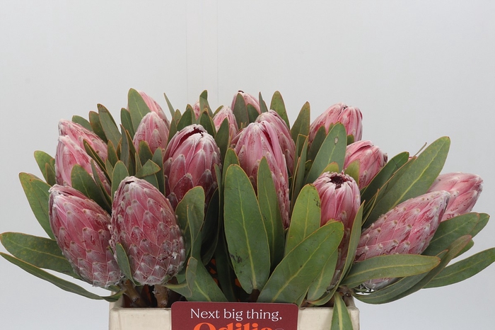 Protea Pink Lady