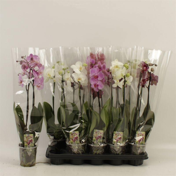 <h4>PHAL GEM</h4>
