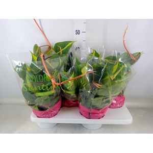 Philodendron scand. 'Brasil'