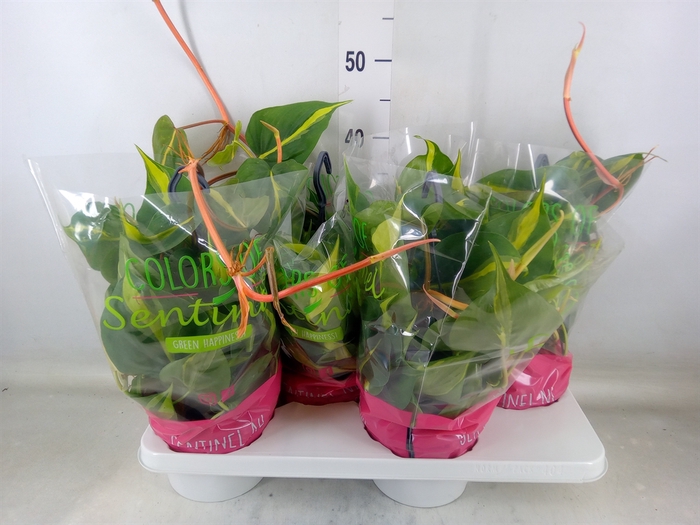 <h4>Philodendron scand. 'Brasil'</h4>
