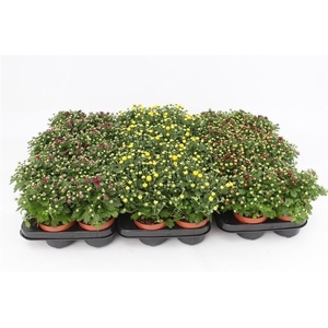 Chrysant Gardenmim Mix Layer