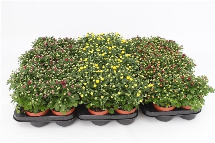 <h4>Chrysant Gardenmim Mix Layer</h4>