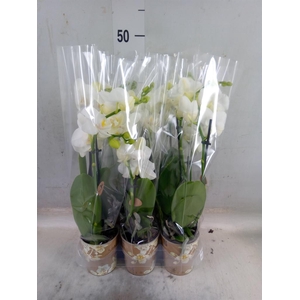 Phalaenopsis multi.   ...white