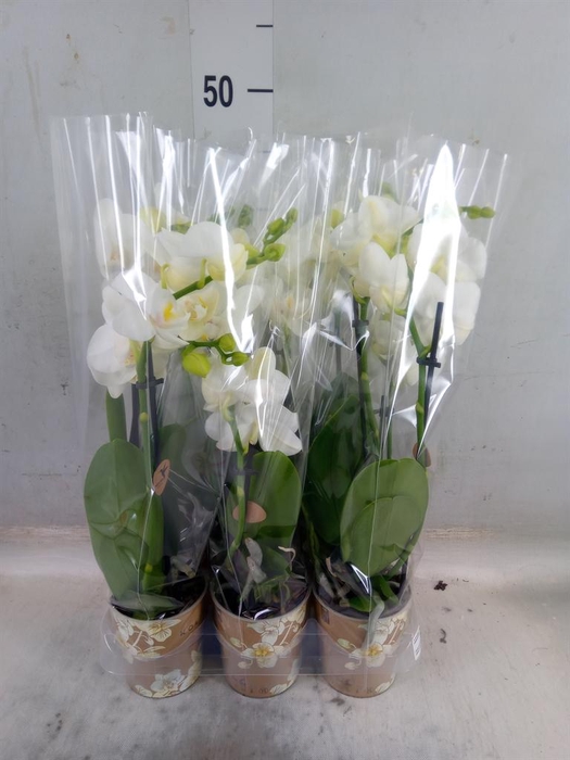 <h4>Phalaenopsis multi.   ...white</h4>