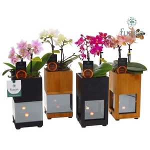Houten LED planter met vlam met Phalaenopsis