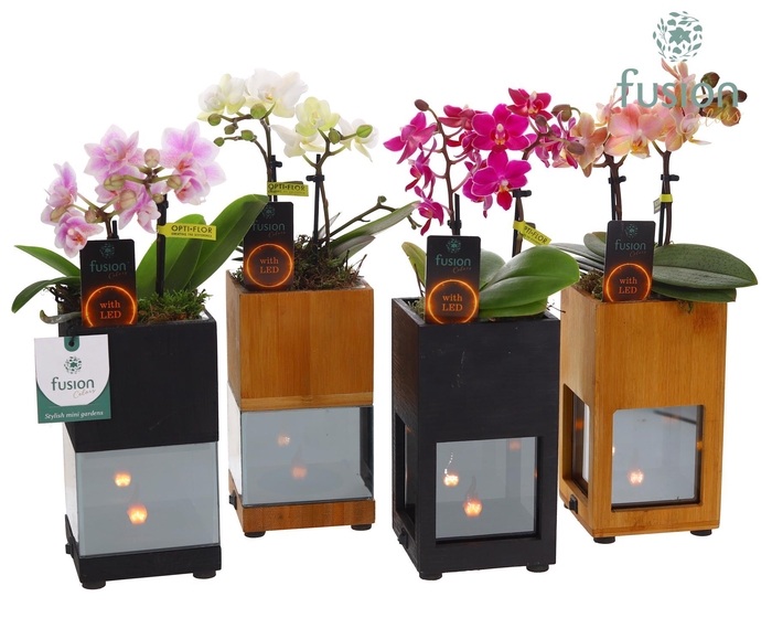 <h4>Houten LED planter met vlam met Phalaenopsis</h4>