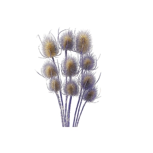 Dried Artz Cardistella Matisse Bunch