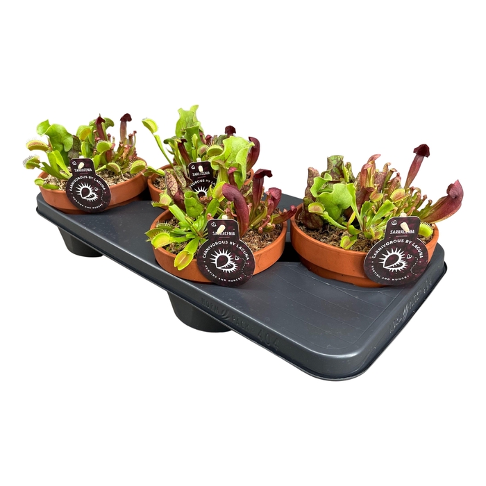 <h4>Vleesetende Planten Gemengd Keramiek Terracotta</h4>