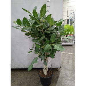 Ficus benghalensis 'Audrey'