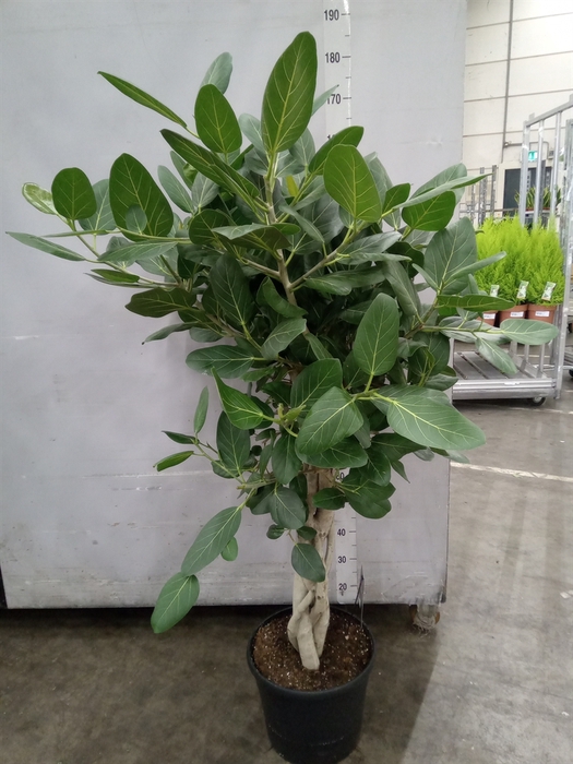 <h4>Ficus benghalensis 'Audrey'</h4>
